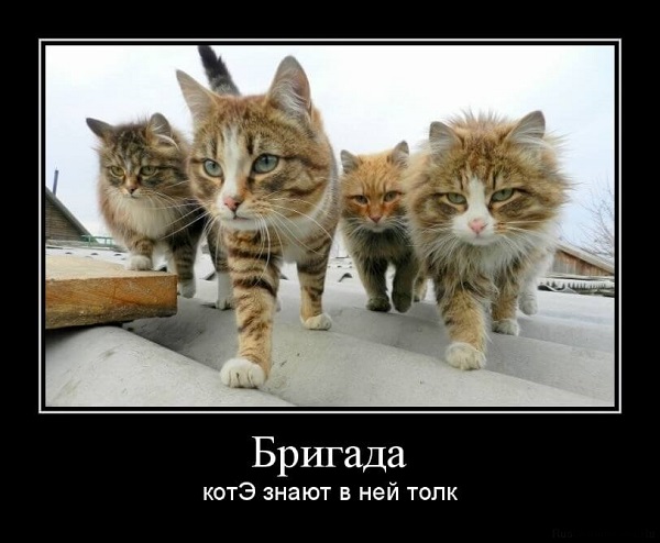 Демотиваторы про котов и котиков (10 фото)