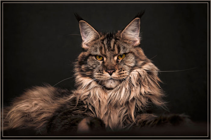 Самые большие и красивые коты мейн-куны (30 фото)