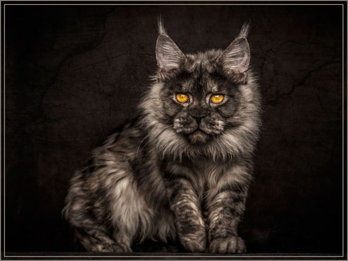 Самые большие и красивые коты мейн-куны (30 фото)