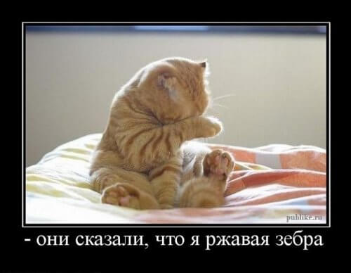 Демотиваторы про котов и котиков (10 фото)