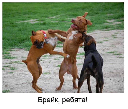 Смешные фото собак (14 штук)
