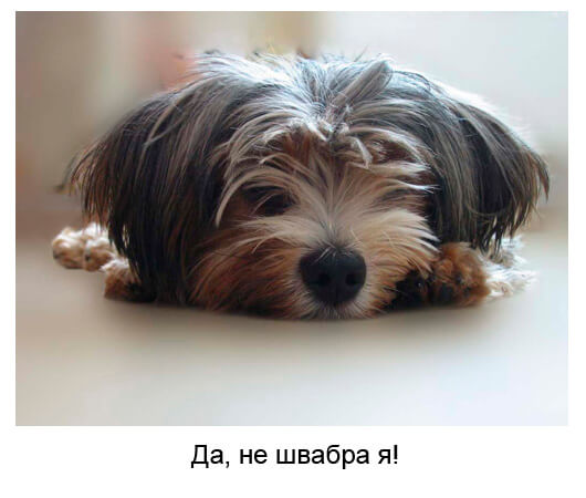 Смешные фото собак (14 штук)
