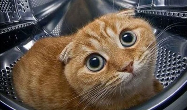 Кот в стиральной машине - смешное фото кота