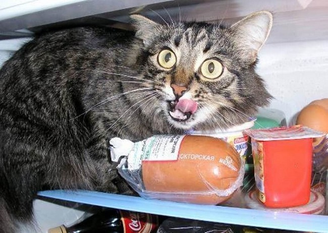 Кот жрет колбасу смешное фото