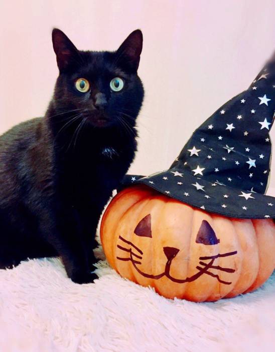 Красивые и прикольные картинки на Хэллоуин - кот и тыква